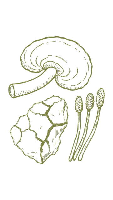 Kompleks gljiva (reishi, chaga, cordyceps)