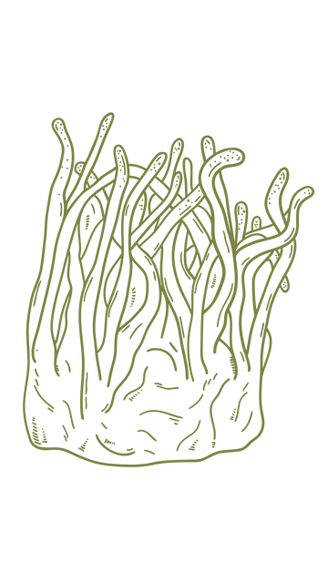 Gljive (Ganoderma, Čaga, Cordyceps)
