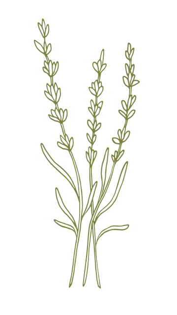 Lavanda