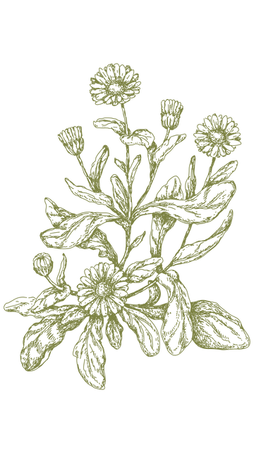 Neven (Calendula officinalis)