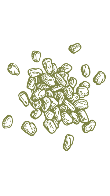 Piskavica (Trigonella Foenum-Graecum)